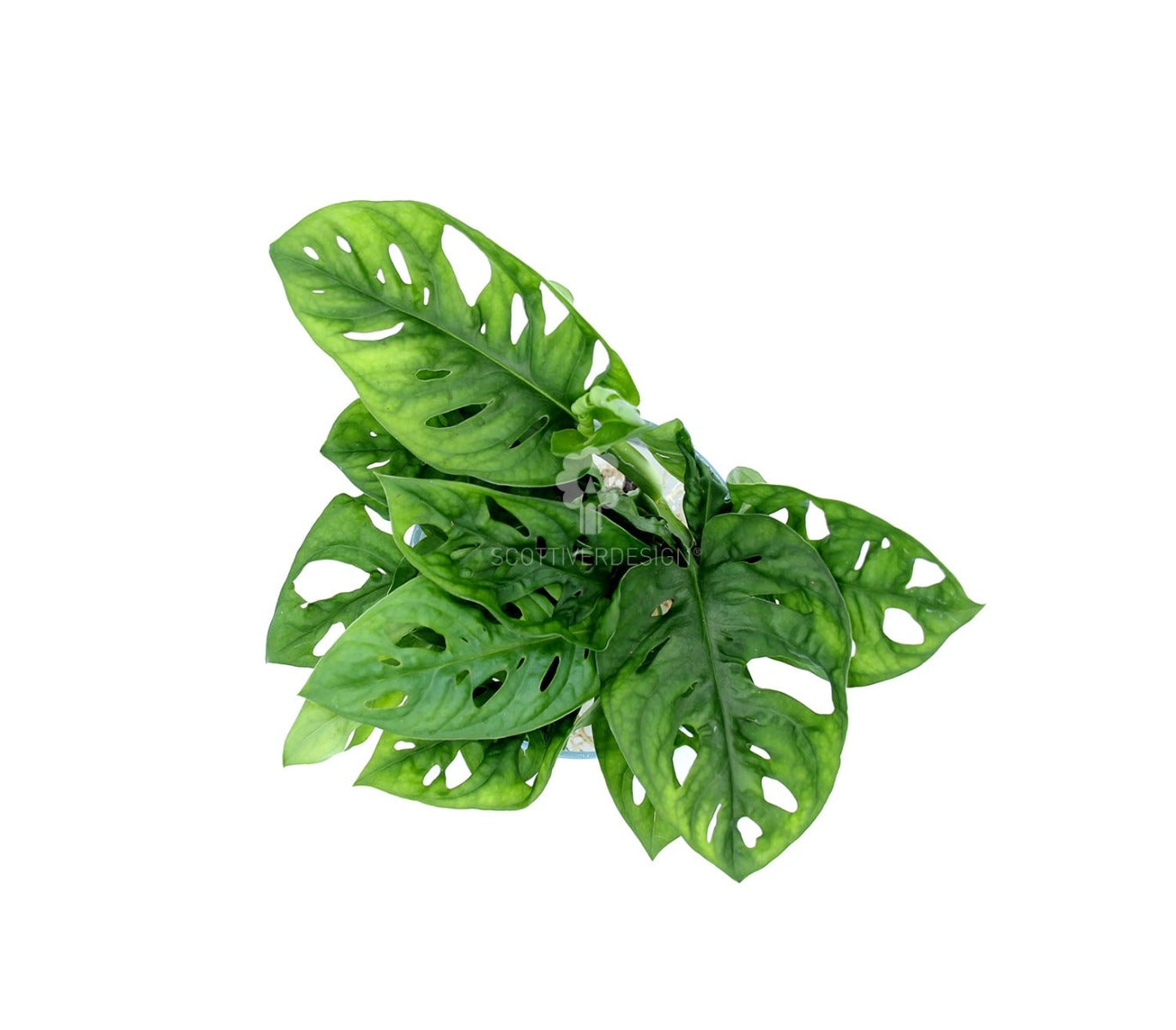 Filodendro Monstera Obliqua Monkey Mask idrocoltura : Piante verdi da appartamento  - Filodendro-idro-monkey-mask