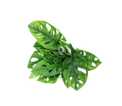 Filodendro Monstera Obliqua Monkey Mask idrocoltura : Piante verdi da appartamento  - Filodendro-idro-monkey-mask