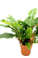 Filodendro Narrow Escape : Piante particolari da appartamento - Filodendro-narrow-escape-vaso19