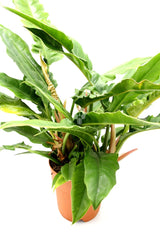 Filodendro Narrow Escape : Piante particolari da appartamento - Filodendro-narrow-escape-vaso19
