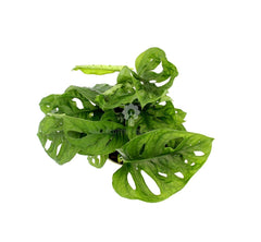 Filodendro Monstera Oblica Monkey Mask : Piante verdi da appartamento - filodendron-monkeymask
