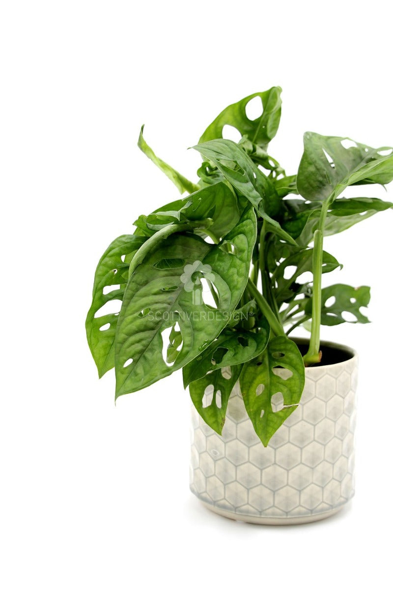 Filodendro Monstera Oblica Monkey Mask : Piante verdi da appartamento - filodendron-monkeymask