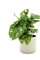 Filodendro Monstera Oblica Monkey Mask : Piante verdi da appartamento - filodendron-monkeymask