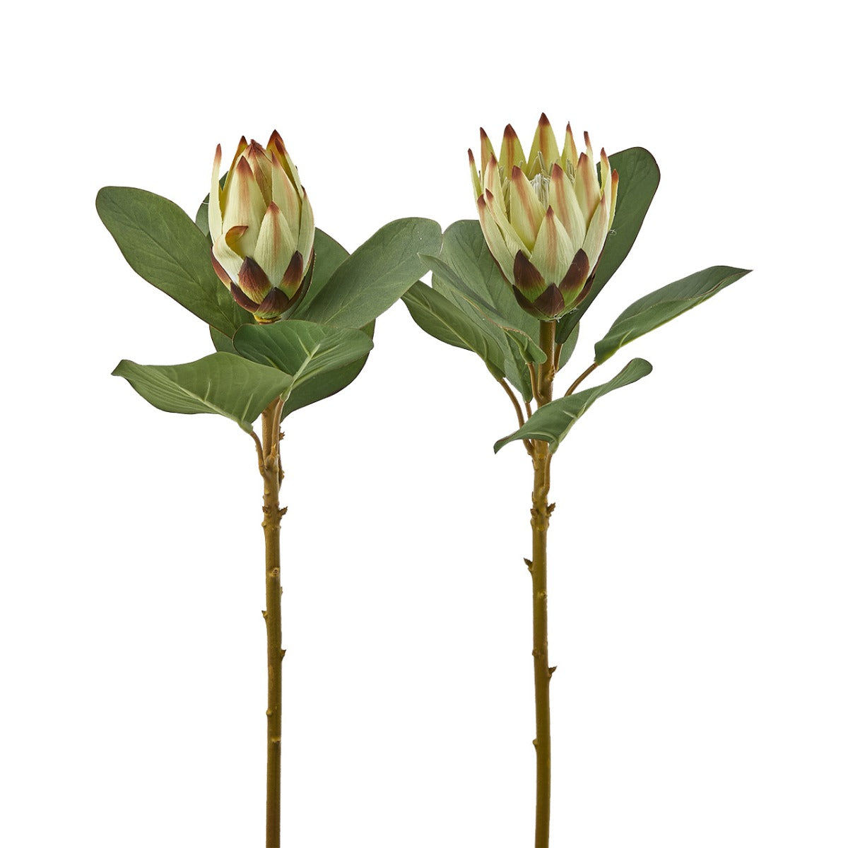 Protea Eden Ramo - 214451