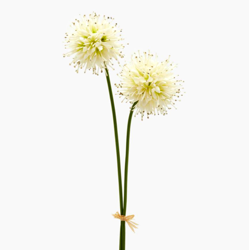 Fiore di Succisa Artificiale MZ 2PZ H60 D10 - Fiori Artificiali di Qualit&agrave; - 2100286A100