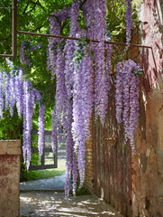 Ramo di Glicine Cadente : fiori artificiali di alta qualità  - CONFIG0079