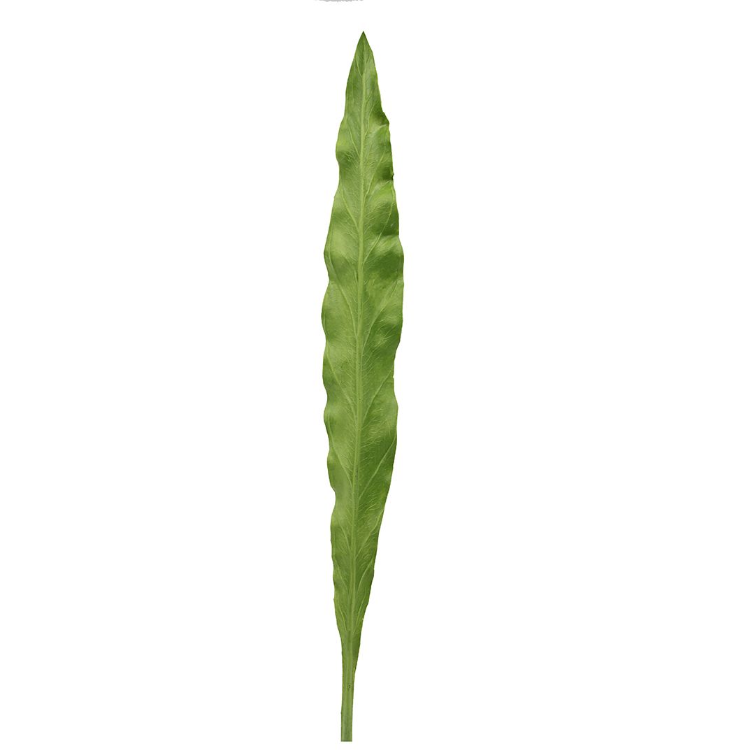 Foglia Asplenium finta: piante artificiali di qualità  - 93057