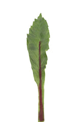 Foglia Asplenium finta: piante artificiali di qualità  - 93057