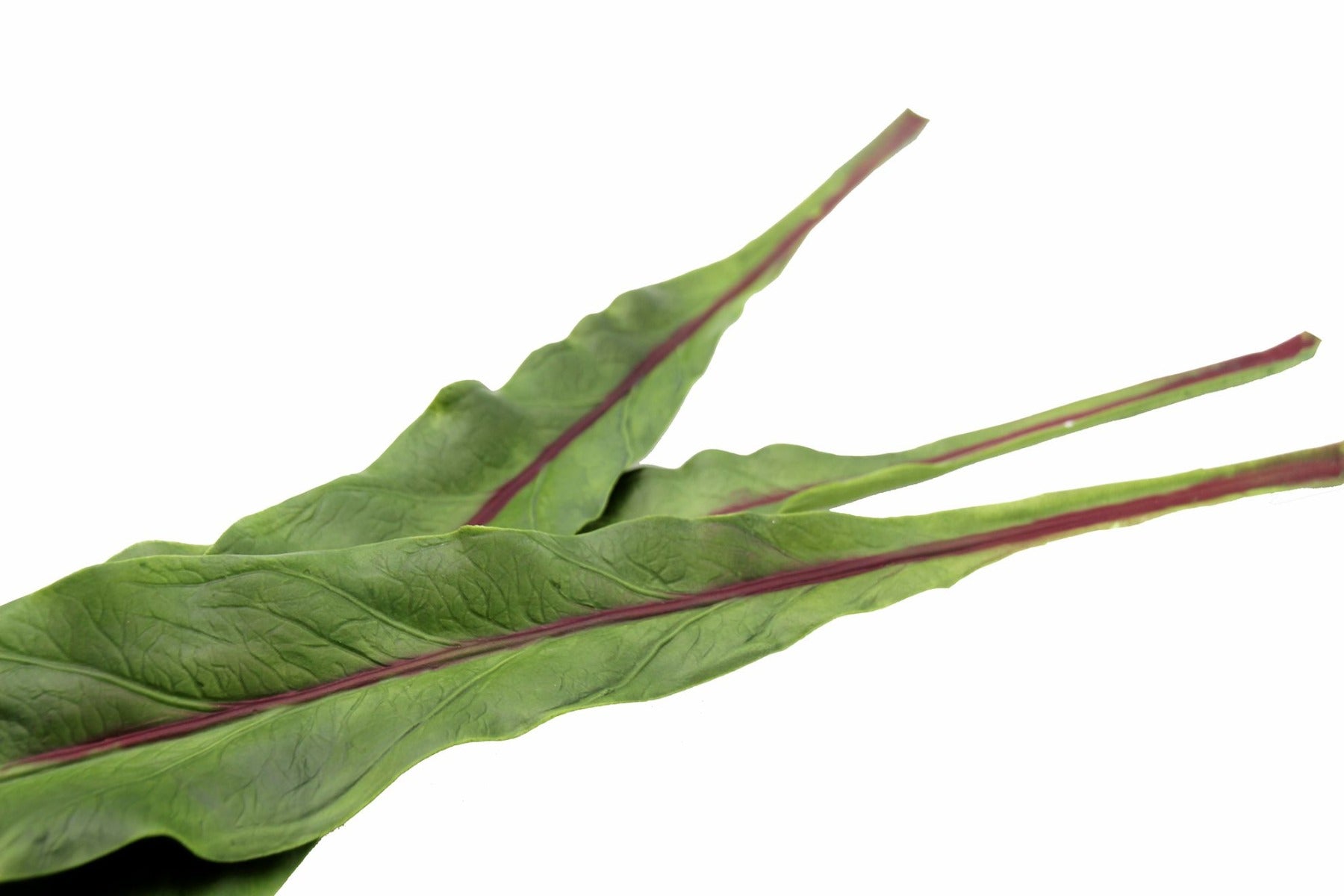 Foglia Asplenium finta: piante artificiali di qualità  - 93057