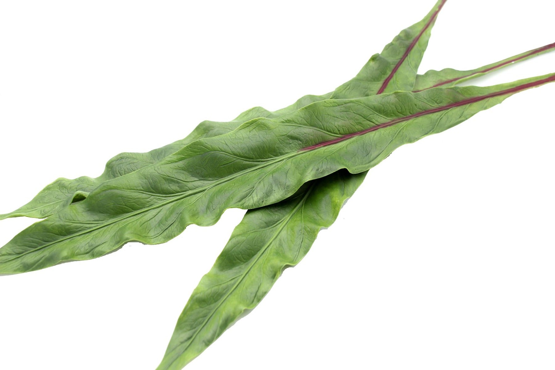 Foglia Asplenium finta: piante artificiali di qualità  - 93057
