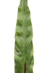 Foglia Asplenium finta: piante artificiali di qualità  - 93057