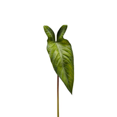 Foglia Artificiale di Alocasia H58 L36 | Foglie Artificiali di Qualit&agrave; - 232997