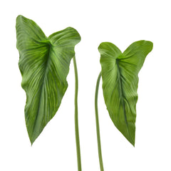 Foglia Calla Chic H72 Cm - H60 Cm Colore Verde Set da 2 Pezzi Assortiti - 236065