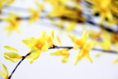 Ramo di Forsizia gialla: fiori artificiali di alta qualit&agrave; - 214234,20