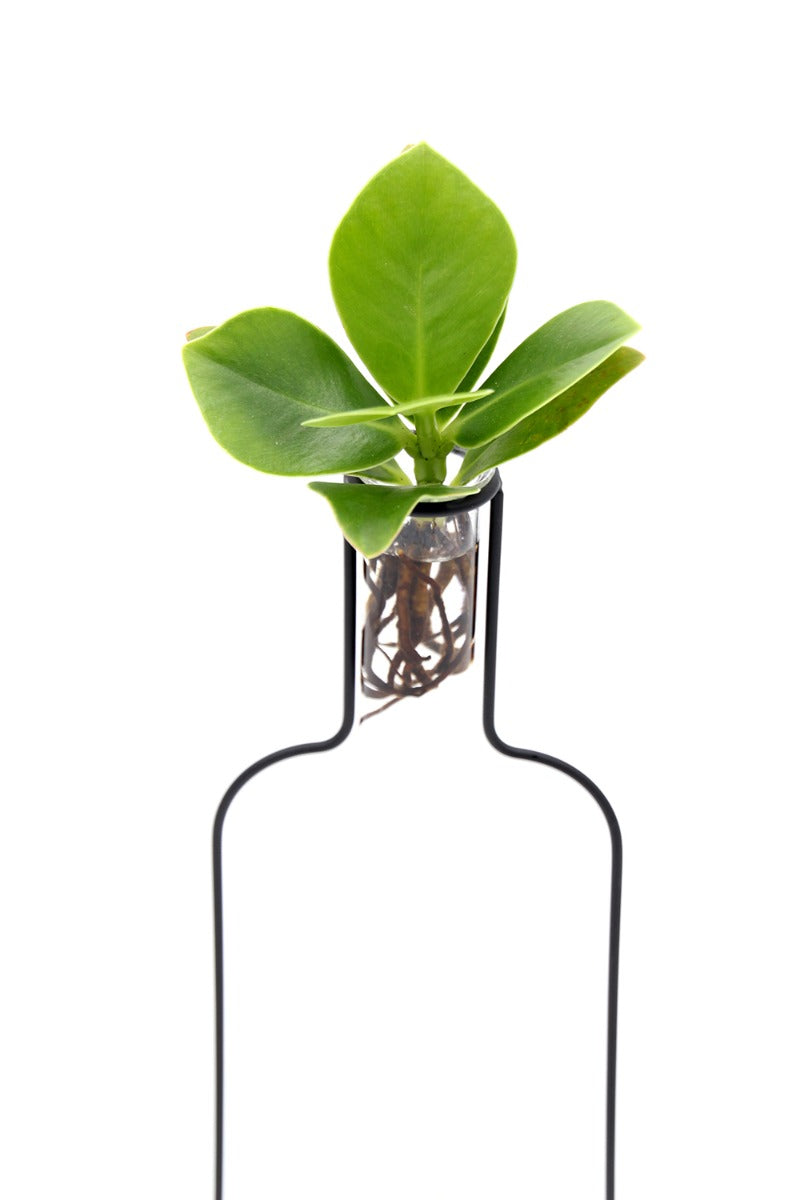 Clusia Idro Bottle Silhouette | Piante idroponiche in vasi di design Limited Edition  - idro-27323