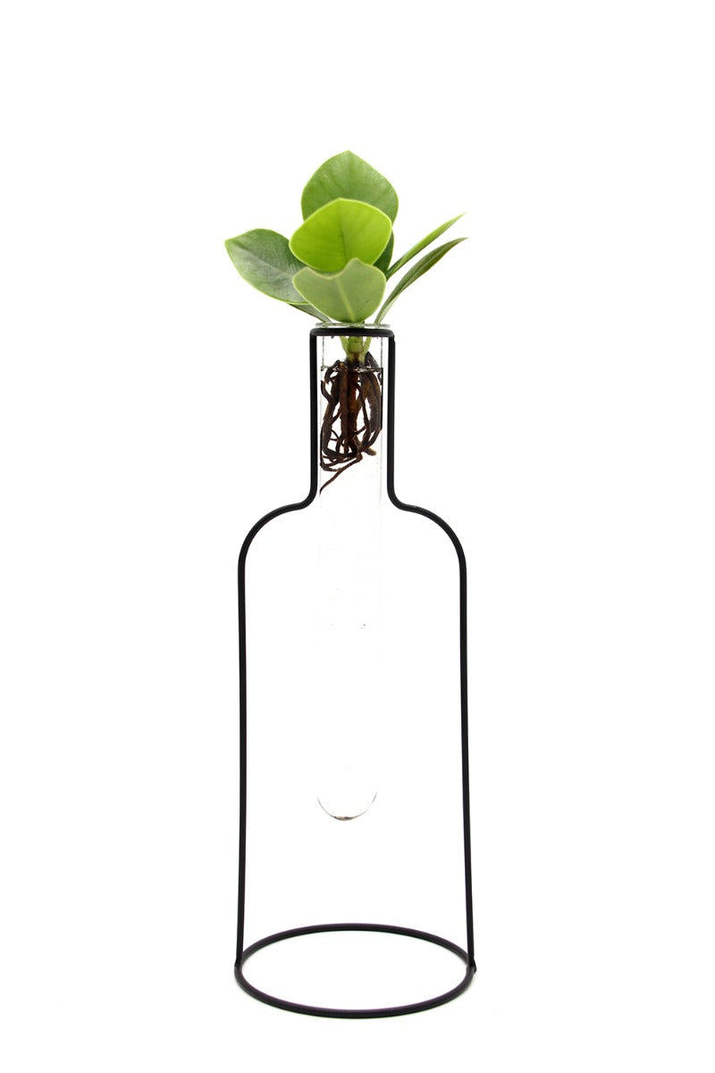 Clusia Idro Bottle Silhouette | Piante idroponiche in vasi di design Limited Edition  - idro-27323