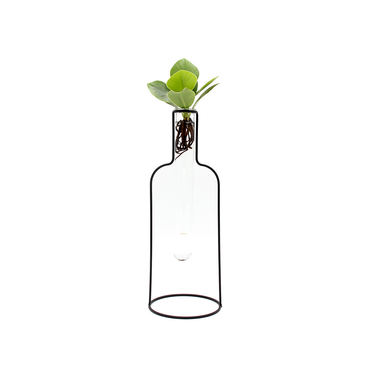 Clusia Idro Bottle Silhouette | Piante idroponiche in vasi di design Limited Edition  - idro-27323