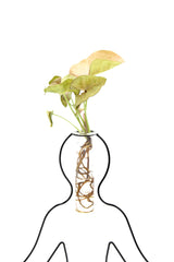 Syngonium Rosa Idro Yoga | Piante idroponiche in vasi di design Limited Edition  - idro-27584