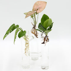 Triplo tubo Idro | Piante idroponiche in vaso triplo tubo Limited Edition  - Triplo_idro