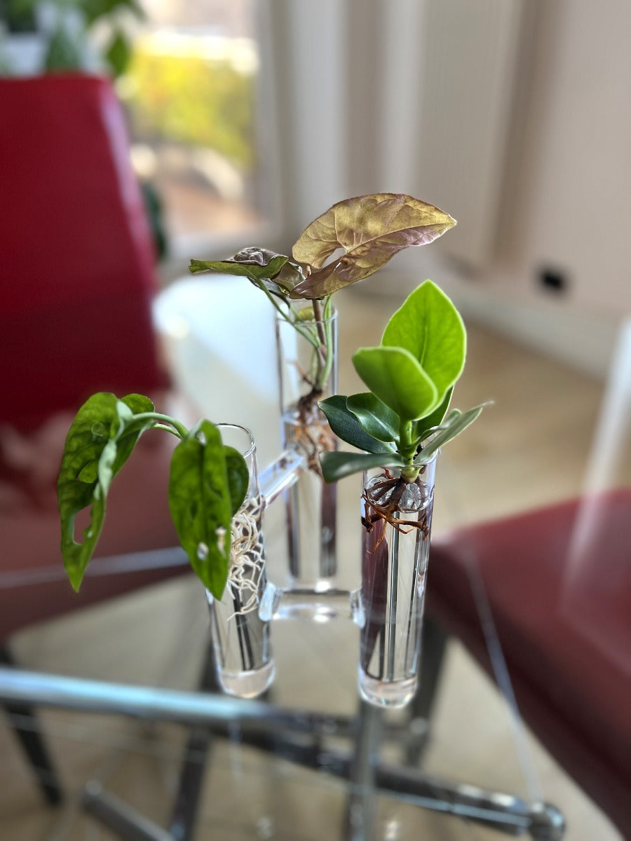 Triplo tubo Idro | Piante idroponiche in vaso triplo tubo Limited Edition  - Triplo_idro