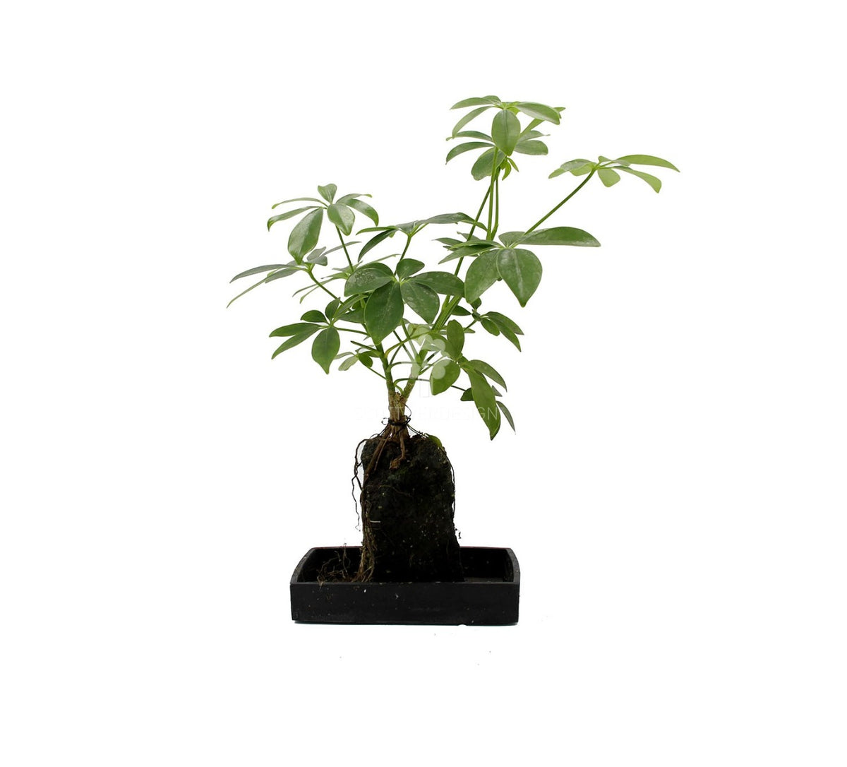 Schefflera su roccia vulcanica  - Lova-Schefflera