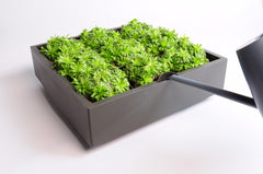 Karoo grigio: modulo per parete verde verticale o giardini verticali D&amp;M - KA01DGI