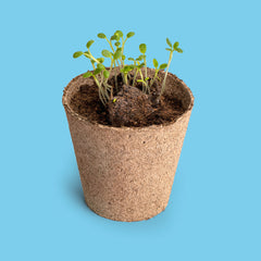 Salviamo le Api – Kit di Coltivazione di Fiori Melliferi | Regalo Green e Sostenibile