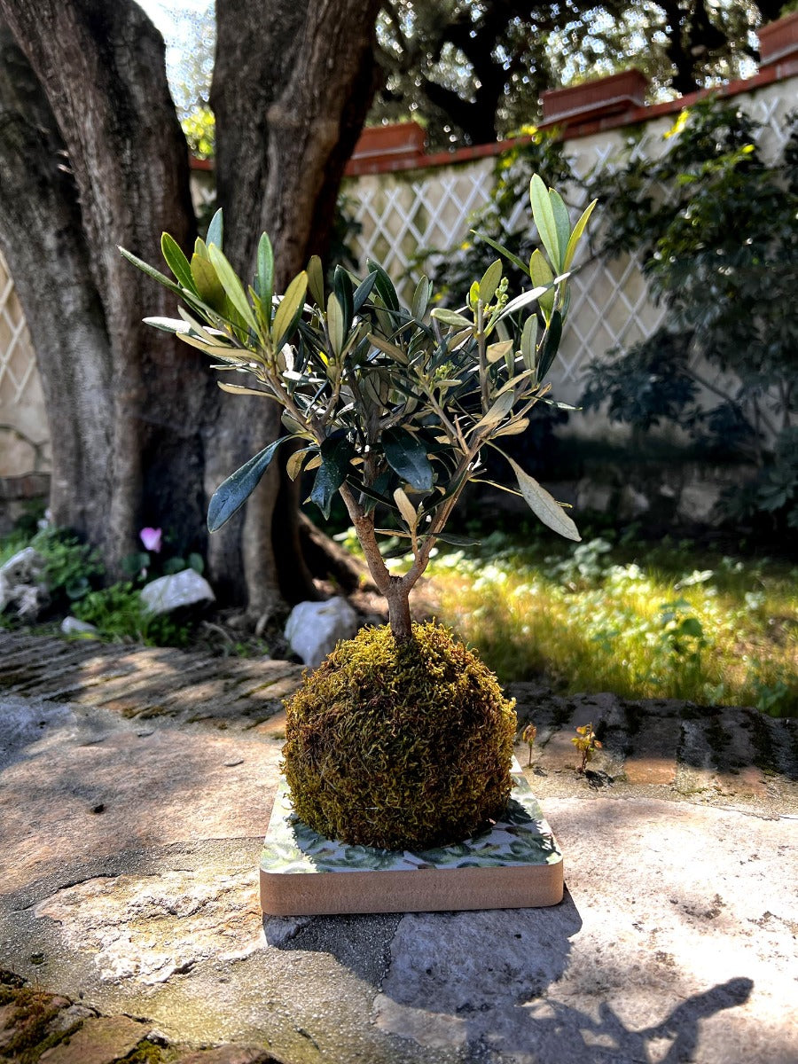 Ulivo in kokedama - kokedama-ulivo