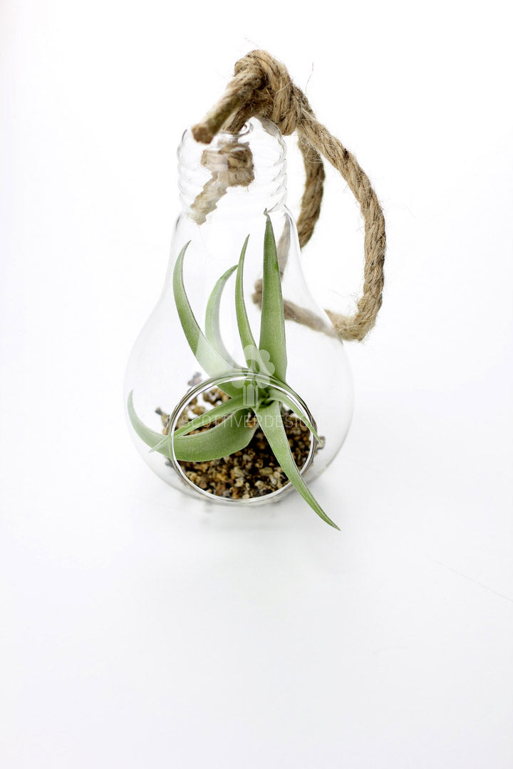 Bomboniere green: Pianta di Tillandsia in lampadina di vetro con corda - GLASS & GRASS BULB-corda
