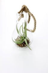 Bomboniere green: Pianta di Tillandsia in lampadina di vetro con corda - GLASS & GRASS BULB-corda