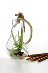 Bomboniere green: Pianta di Tillandsia in lampadina di vetro con corda - GLASS & GRASS BULB-corda