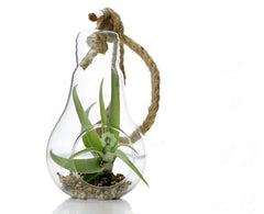 Bomboniere green: Pianta di Tillandsia in lampadina di vetro con corda - GLASS & GRASS BULB-corda
