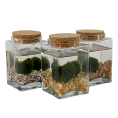 Bomboniera Green - Alga Marimo in bottiglia rettangolare con tappo in sughero - HAR_K04L00