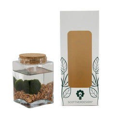 Bomboniera Green - Alga Marimo in bottiglia rettangolare con tappo in sughero - HAR_K04L00