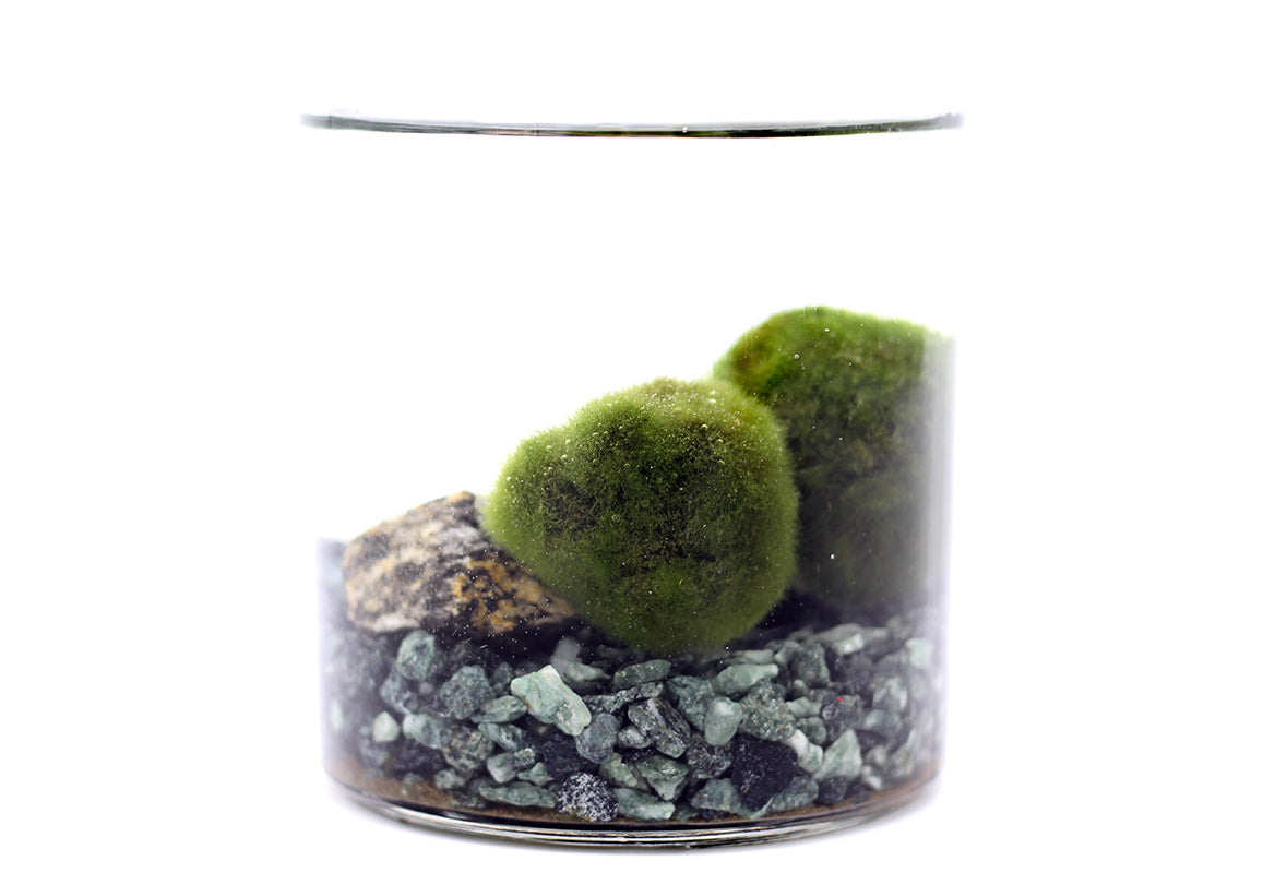 Alga Marimo in bottiglia  - 527-marimo-bottiglia