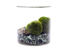 Alga Marimo in bottiglia  - 527-marimo-bottiglia