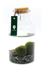Alga Marimo in bottiglia  - 527-marimo-bottiglia