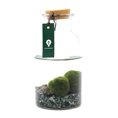 Alga Marimo in bottiglia  - 527-marimo-bottiglia