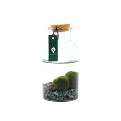 Alga Marimo in bottiglia  - 527-marimo-bottiglia