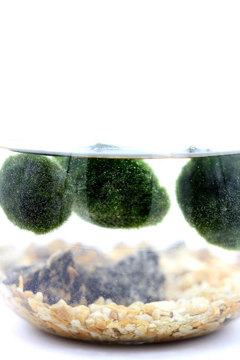 Alga Marimo in Fiaschetta di Vetro  - 529-marimo-fiaschetta