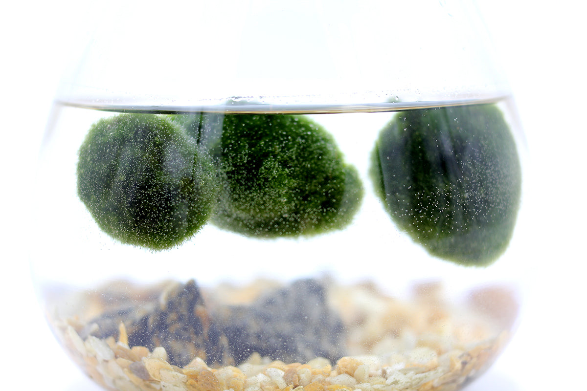 Alga Marimo in Fiaschetta di Vetro  - 529-marimo-fiaschetta
