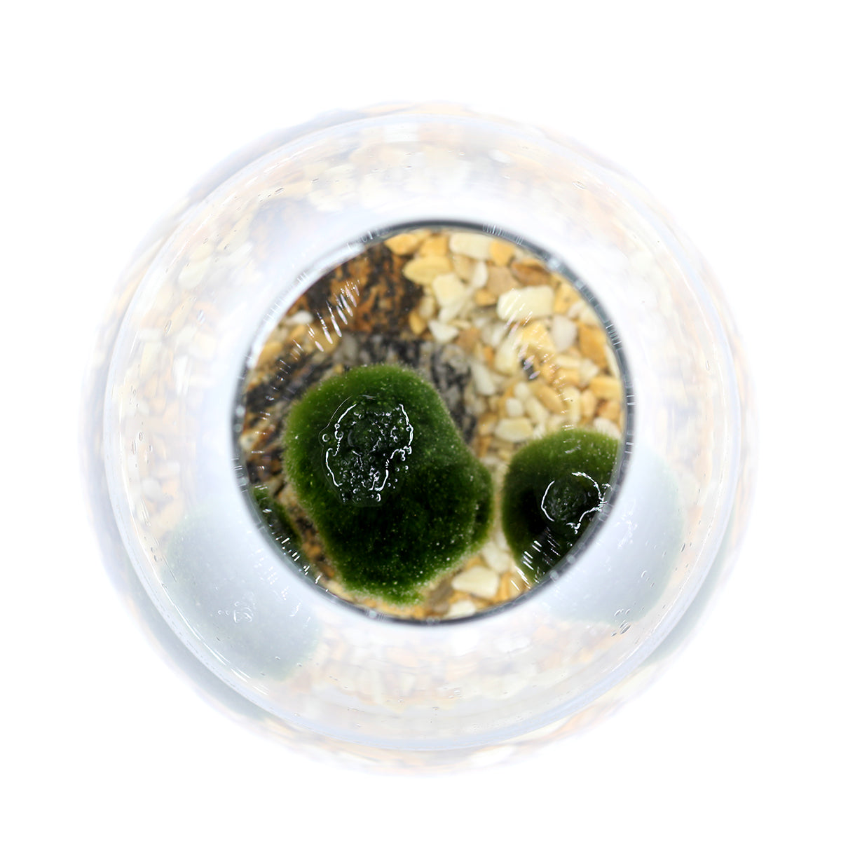 Alga Marimo in Fiaschetta di Vetro  - 529-marimo-fiaschetta