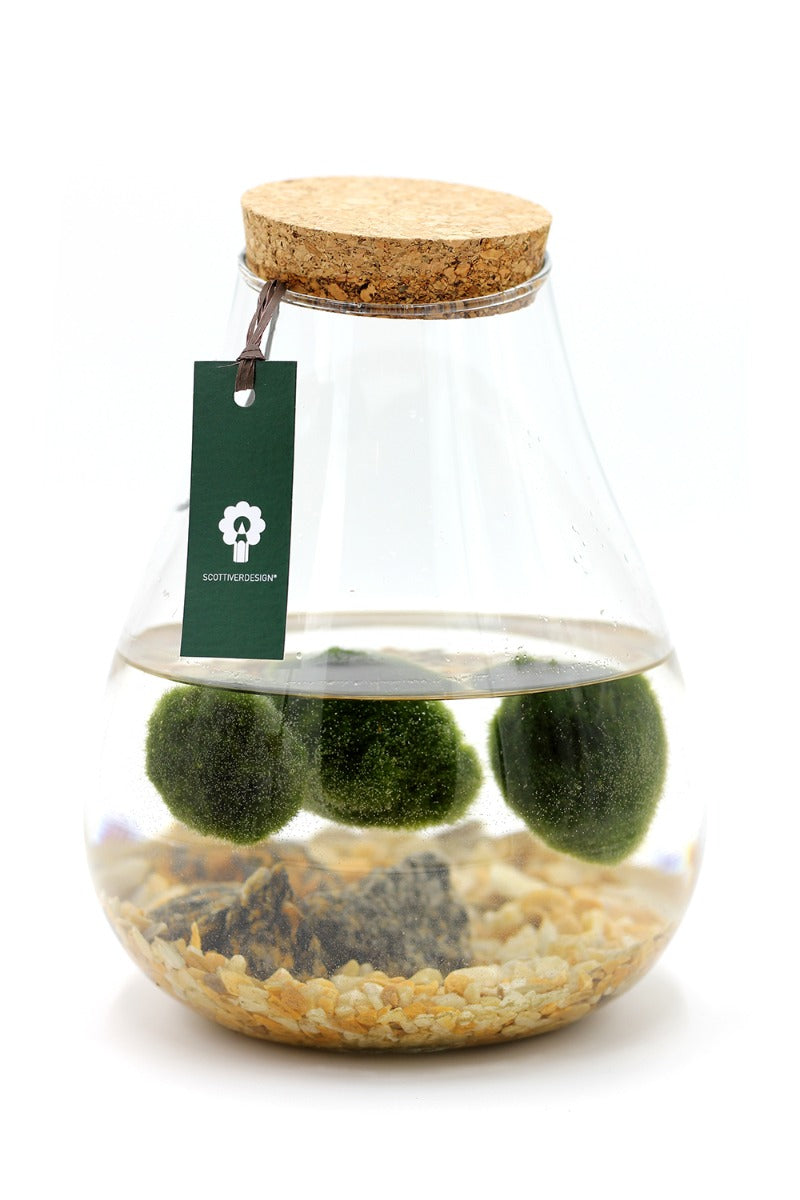 Alga Marimo in Fiaschetta di Vetro  - 529-marimo-fiaschetta