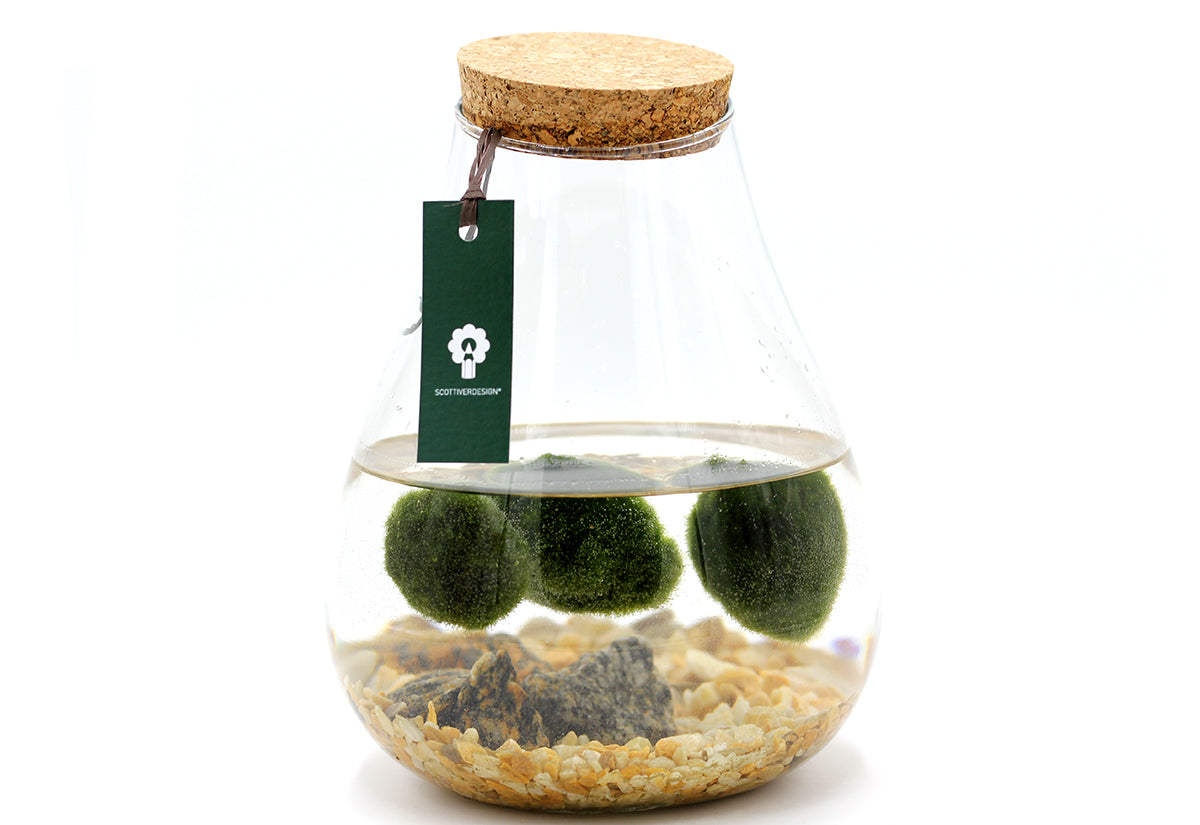 Alga Marimo in Fiaschetta di Vetro  - 529-marimo-fiaschetta