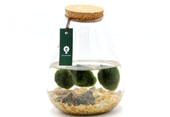 Alga Marimo in Fiaschetta di Vetro  - 529-marimo-fiaschetta