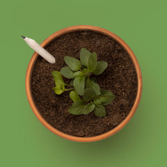 Matita Piantabile al Basilico – Matita Ecosostenibile in Carta Riciclata con Semi