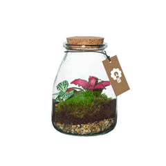 Bomboniera Green | Mini Terrarium in vasetto di vetro con tappo di sughero - HAR_L1RY00
