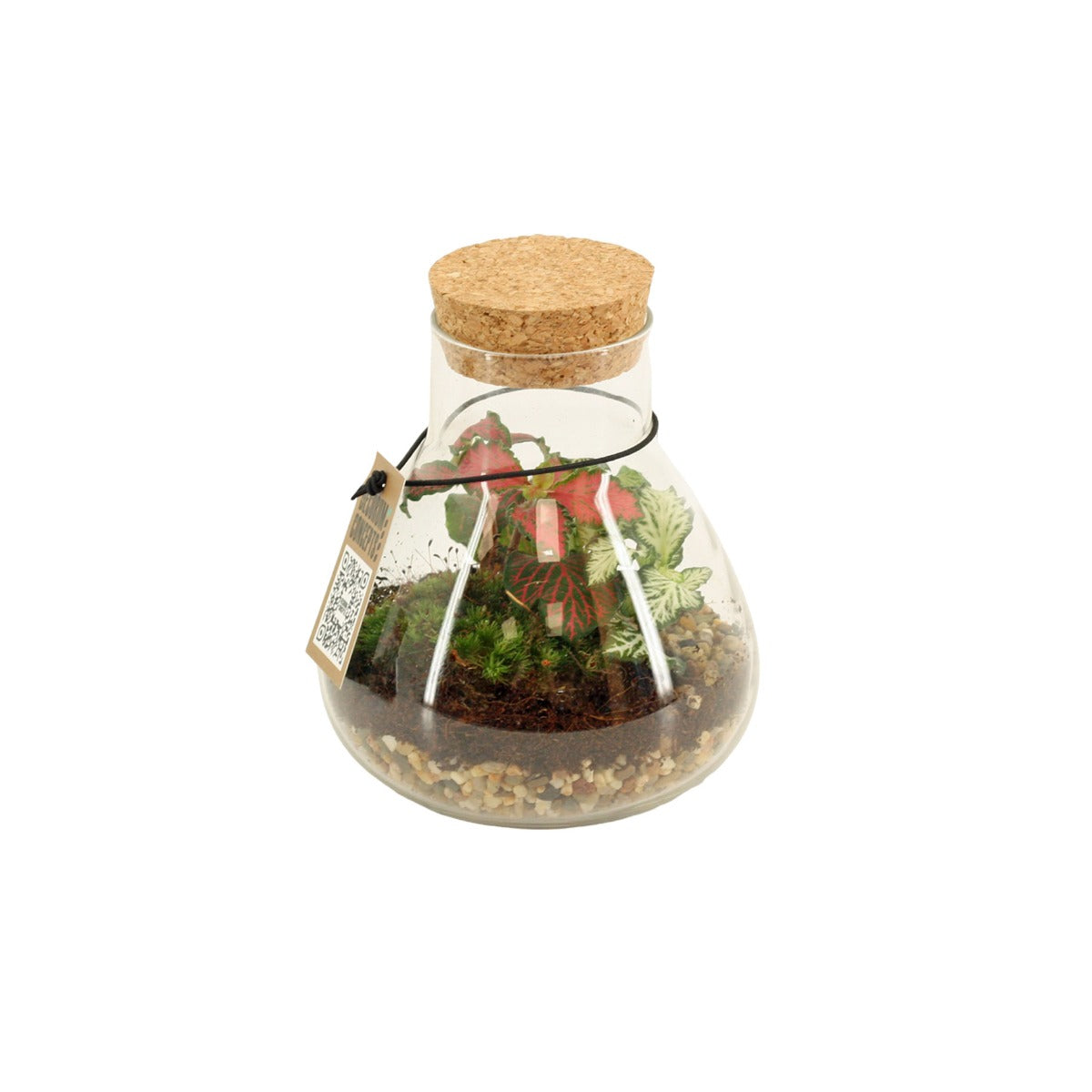 Bomboniera Green | Terrarium New Laborantin  - HAR_L3W500