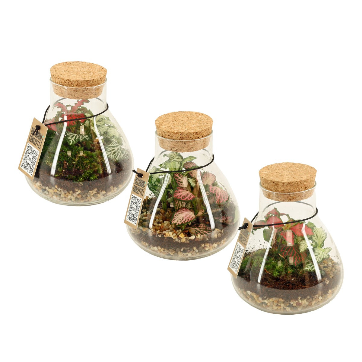 Bomboniera Green | Terrarium New Laborantin  - HAR_L3W500