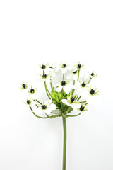 Fiore di Ornitogallo artificiale H67 : Fiori artificiali di qualità - 215003